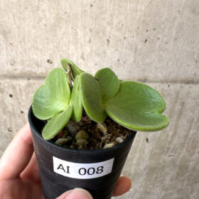 【現品限り】チレコドン・アトロプルプレウス【AI8】 Tylecodon atropurpureus【植物】塊根植物 夏型 コーデックス