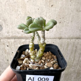 【現品限り】チレコドン・sp ノヴァ【AI9】 Tylecodon sp nova【植物】塊根植物 夏型 コーデックス
