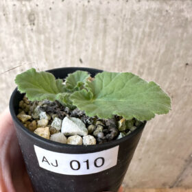 【現品限り】ペラルゴニウム・オブロンガツム【AJ10】 Pelargonium oblongatum【植物】塊根植物 夏型 コーデックス