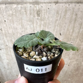 【現品限り】ペラルゴニウム・オブロンガツム【AJ11】 Pelargonium oblongatum【植物】塊根植物 夏型 コーデックス