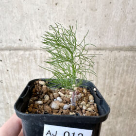 【現品限り】エリオスペルマム・パラドクサム 霧氷玉【AJ12】 Eriospermum paradoxum【植物】塊根植物 夏型 コーデックス