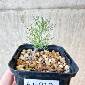 【現品限り】エリオスペルマム・パラドクサム 霧氷玉【AJ13】 Eriospermum paradoxum【植物】塊根植物 夏型 コーデックス