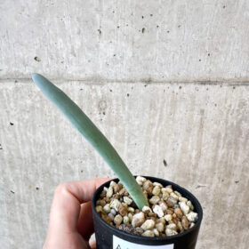 【現品限り】オーニソガラム・ユニフォリアツム【AJ15】 Ornithogalum unifoliatum【植物】塊根植物 夏型 コーデックス