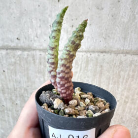 【現品限り】ブルビネ・ブルインシー【AJ16】 Bulbine bruynsii【植物】塊根植物 夏型 コーデックス