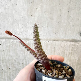 【現品限り】ブルビネ・ブルインシー【AJ17】 Bulbine bruynsii【植物】塊根植物 夏型 コーデックス