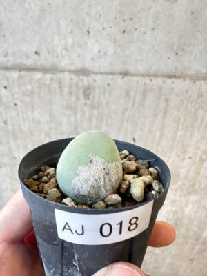 プラントブラザーズ