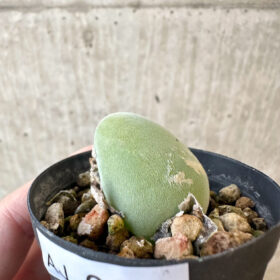 【現品限り】ムイリア・ホルテンセ【AJ19】 Muiria hortenseae【植物】塊根植物 夏型 コーデックス