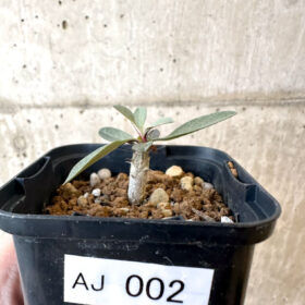 【現品限り】フォークイエリア・コルムナリス 観峰玉【AJ2】 Fouquieria columnaris【植物】塊根植物 夏型 コーデックス