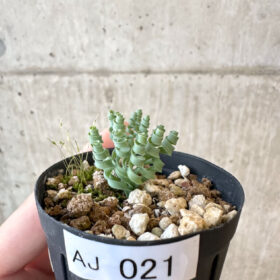 【現品限り】アルブカ・コンコルディアナ【AJ21】 Albuca concordiana【植物】塊根植物 夏型 コーデックス