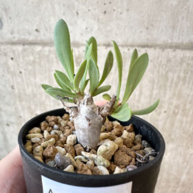 【現品限り】オトンナ・マクロスペルマ【AJ22】 Othonna macrosperma【植物】塊根植物 夏型 コーデックス