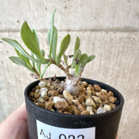 【現品限り】オトンナ・マクロスペルマ【AJ23】 Othonna macrosperma【植物】塊根植物 夏型 コーデックス
