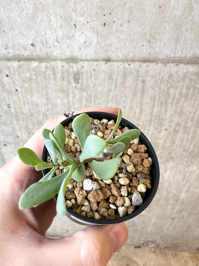 【現品限り】オトンナ・マクロスペルマ【AJ23】 Othonna macrosperma【植物】塊根植物 夏型 コーデックス - 画像 (2)