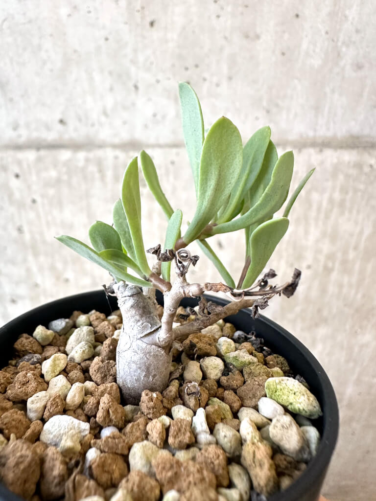 【現品限り】オトンナ・マクロスペルマ【AJ23】 Othonna macrosperma【植物】塊根植物 夏型 コーデックス - 画像 (3)