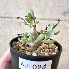 【現品限り】オトンナ・マクロスペルマ【AJ24】 Othonna macrosperma【植物】塊根植物 夏型 コーデックス