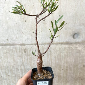 【現品限り】オトンナ・ロバタ【AJ25】 Othonna lobata【植物】塊根植物 夏型 コーデックス