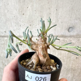 【現品限り】フィロボルス・テヌイフロルス【AJ26】 Phyllobolus tenuiflorus【植物】塊根植物 夏型 コーデックス