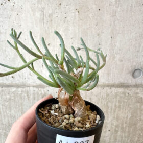 【現品限り】フィロボルス・テヌイフロルス【AJ27】 Phyllobolus tenuiflorus【植物】塊根植物 夏型 コーデックス