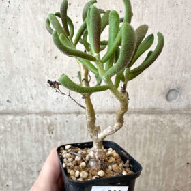 【現品限り】チレコドン・ピグマエウス【AJ28】 Tylecodon pygmaeus【植物】塊根植物 夏型 コーデックス