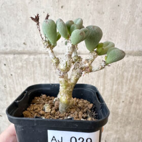 【現品限り】チレコドン・sp ノヴァ【AJ29】 Tylecodon sp nova【植物】塊根植物 夏型 コーデックス