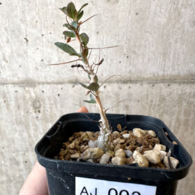 【現品限り】フォークイエリア・コルムナリス 観峰玉【AJ3】 Fouquieria columnaris【植物】塊根植物 夏型 コーデックス