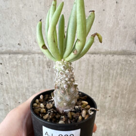 【現品限り】チレコドン・ルブロベノーサス【AJ30】 Tylecodon rubrovenosus【植物】塊根植物 夏型 コーデックス