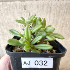 【現品限り】チレコドン・スルフレウス【AJ32】 Tylecodon sulphureus v sulphureus【植物】塊根植物 夏型 コーデックス