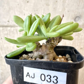 【現品限り】チレコドン・スルフレウス【AJ33】 Tylecodon sulphureus v sulphureus【植物】塊根植物 夏型 コーデックス