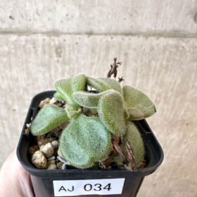 【現品限り】チレコドン・ノルティ【AJ34】 Tylecodon nolteei【植物】塊根植物 夏型 コーデックス