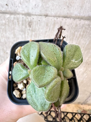 プラントブラザーズ