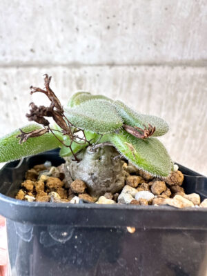 プラントブラザーズ