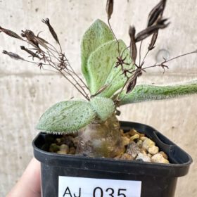 【現品限り】チレコドン・ノルティ【AJ35】 Tylecodon nolteei【植物】塊根植物 夏型 コーデックス