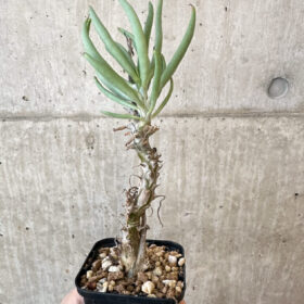 【現品限り】チレコドン・ファウシウム【AJ36】 Tylecodon faucium【植物】塊根植物 夏型 コーデックス