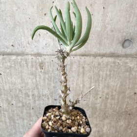 【現品限り】チレコドン・ファウシウム【AJ37】 Tylecodon faucium【植物】塊根植物 夏型 コーデックス
