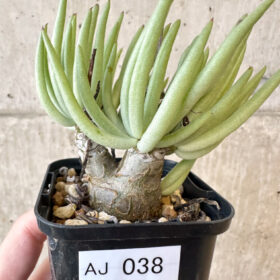 【現品限り】チレコドン・ペアルソニー 実生苗【AJ38】 Tylecodon pearsonii【植物】塊根植物 夏型 コーデックス