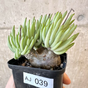 【現品限り】チレコドン・ペアルソニー 実生苗【AJ39】 Tylecodon pearsonii【植物】塊根植物 夏型 コーデックス