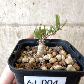 【現品限り】フォークイエリア・コルムナリス 観峰玉【AJ4】 Fouquieria columnaris【植物】塊根植物 夏型 コーデックス