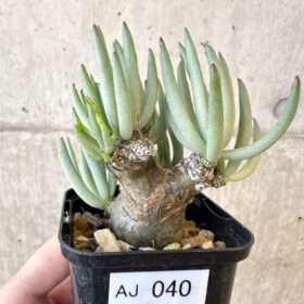 【現品限り】チレコドン・ペアルソニー 実生苗【AJ40】 Tylecodon pearsonii【植物】塊根植物 夏型 コーデックス