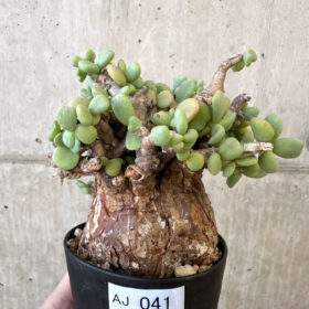 【現品限り】ケラリア・ピグマエア 現地株【AJ41】 Ceraria pygmaea【植物】塊根植物 夏型 コーデックス