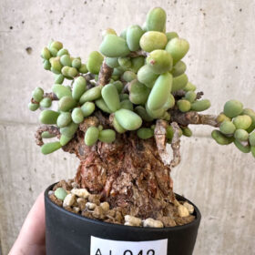 【現品限り】ケラリア・ピグマエア 現地株【AJ42】 Ceraria pygmaea【植物】塊根植物 夏型 コーデックス