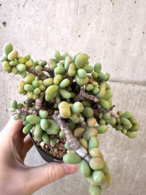 プラントブラザーズ