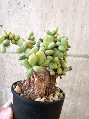 プラントブラザーズ