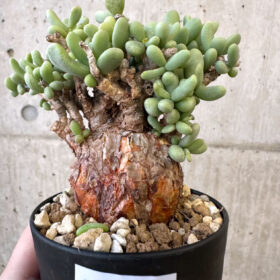 【現品限り】ケラリア・ピグマエア 現地株【AJ43】 Ceraria pygmaea【植物】塊根植物 夏型 コーデックス