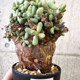 【現品限り】ケラリア・ピグマエア 現地株【AJ44】 Ceraria pygmaea【植物】塊根植物 夏型 コーデックス