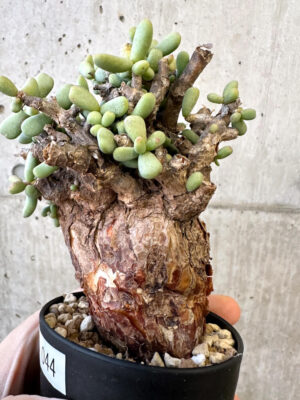 プラントブラザーズ