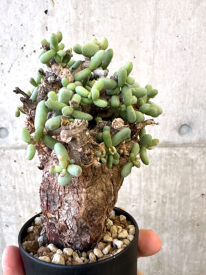 プラントブラザーズ