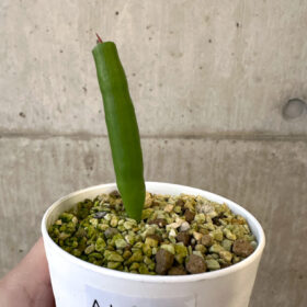 【現品限り】ミクランサス・ツブロスス【AJ45】 Micranthus tubulosus【植物】塊根植物 夏型 コーデックス