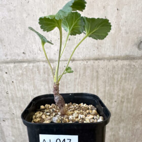 【現品限り】ペラルゴニウム・ミラビレ 実生【AJ47】 Pelargonium mirabile【植物】塊根植物 夏型 コーデックス