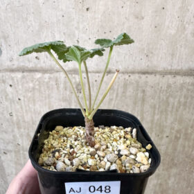 【現品限り】ペラルゴニウム・ミラビレ 実生【AJ48】 Pelargonium mirabile【植物】塊根植物 夏型 コーデックス