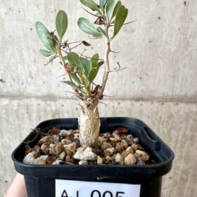 【現品限り】フォークイエリア・コルムナリス 観峰玉【AJ5】 Fouquieria columnaris【植物】塊根植物 夏型 コーデックス