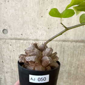 【現品限り】アフリカ亀甲竜【AJ50】 Dioscorea elephantipes【植物】塊根植物 夏型 コーデックス